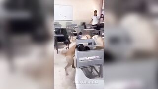Pack of Dogs Invade Mexican Classroom
