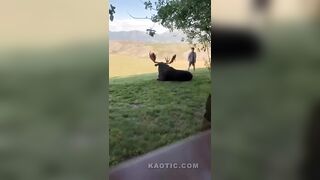 Moron Almost Gets Destroyed by A Moose