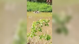 Fisherman Becomes Crocodile Food