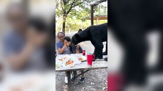 Bear Likes Tacos and Chimichangas