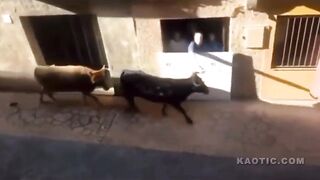 Horn Touched Angers Bull