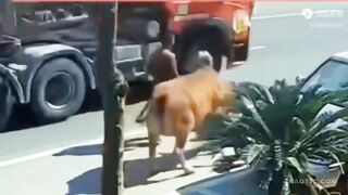 Cow kicks man into on-coming truck.