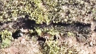 Precise drone drop on tourist from swamps