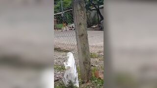 Victim's Family Knock Predator Out With a Rock