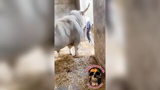 Monster Bull Attack