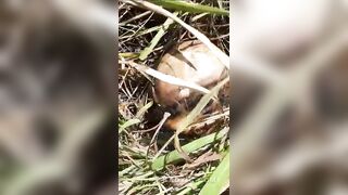 Accident Victim`s Head Found On The Roadside In Brazil