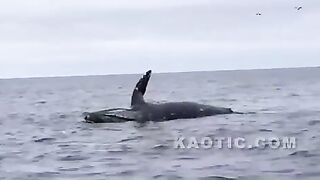 Whale Explodes