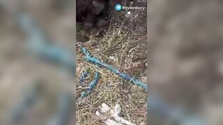 The corpses of Ukrainians near the destroyed American equipment and weapons