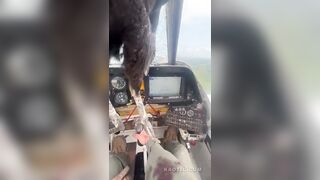 Helicopter Pilot Survives Bird Collision