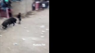 Bull Destroys Reckless Man