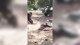 Fruit Vendor Attacked By The Bull In India