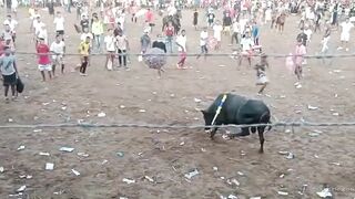 Colombian Bull Events Are Amazing