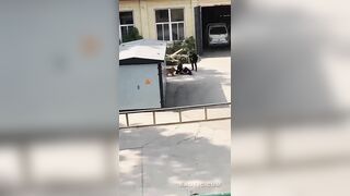 Woman Attacked By Dog In China