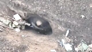 Wounded invader squirming like a worm in his rat hole