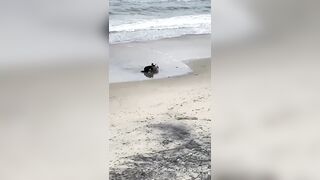 Tijuana Beach Goer Attacked By Dogs