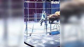 People run for their lives as two lions escape circus show in China