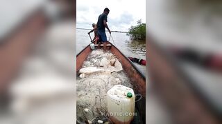 The Only Fish Left In Tocantins River, BR