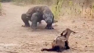 Komodo dragon devours baby goat alive