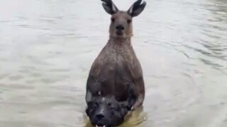 Man punches Kangaroo in the face that had his dog detained in a River