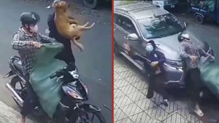 Dog thieves get caught and rammed off their scooter in China