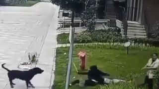 Child is taken from his mother and attacked by dog in China