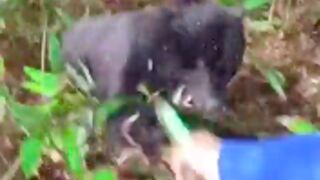 Man records himself getting attacked by a Bear while out hiking in China