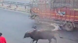 Man was crushed by a truck after getting hit off his Motorcycle by a Bull in India
