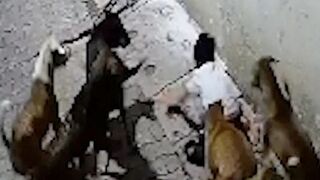 7-Year-Old is attacked by stray dogs In North India