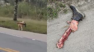 Dog was casually seen walking with a human leg in his mouth in Brazil