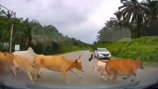 Driver hits group of cattle crossing the road