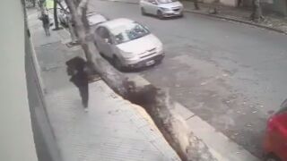 Falling Tree lands on woman's head in Argentina