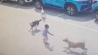 Five year old child is surrounded by 3 stray dogs and mauled to death, India