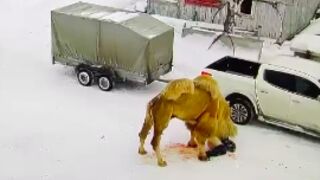 Camel kills guard outside a hunting base in Russia