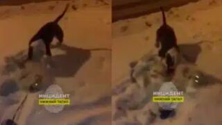 Pit bull attacks teenager, kills Spitz dog in Russia