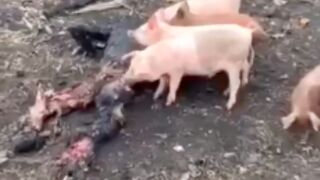 Remains of dead Russian soldiers get fed to pigs in Ukraine