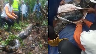 54 year old grandmother gets extracted from a 22-foot python's stomach in Indonesia