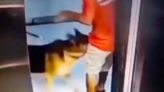 Delivery driver gets his balls penetrated while exiting an elevator by a german shepherd in India