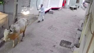 Man hits a cow with a stick and gets flipped in India