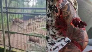 Lion bites a man's arm and almost tears it apart at a Zoo In Honduras