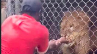 Man gets a finger bitten off by a Lion at a zoo in Jamaica