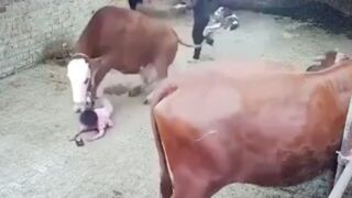 Little girl gets stomped out by a cow in China