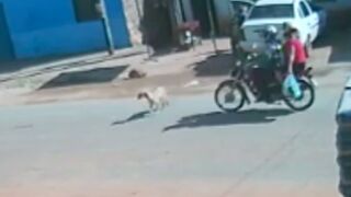 Dog injured and passenger on a motorcycle killed after getting hit by a car