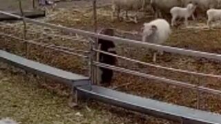 Young boy gets rammed by a ram and almost killed after climbing into its enclosure