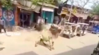 Man gets flipped into the air and killed by a bull in India