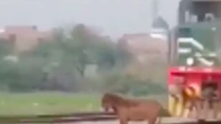 Donkey gets obliterated by a train