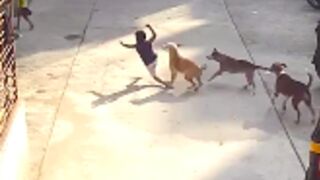 Young boy gets attacked by a pack of dogs in India