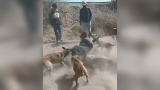 Men in Mexico let their dog maul a thief