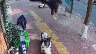 Woman falls onto a scooter in China and survives!