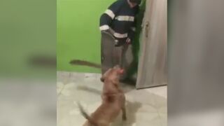 Man gets attacked by a dog armed with a Machete