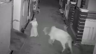 Woman gets attacked by a bull in India